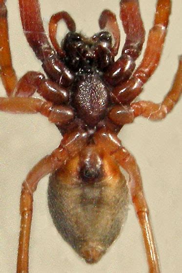 Broad Faced Sac Spider Trachelas Tranquillus Bugguidenet