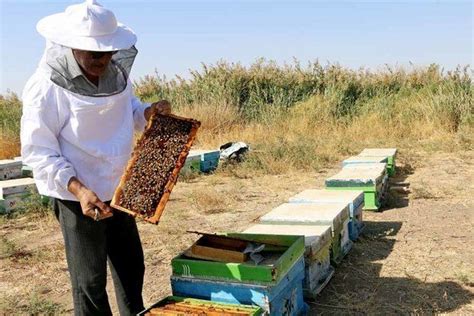 The Buzz About Honey Annual Output Reaches 115000 Tons