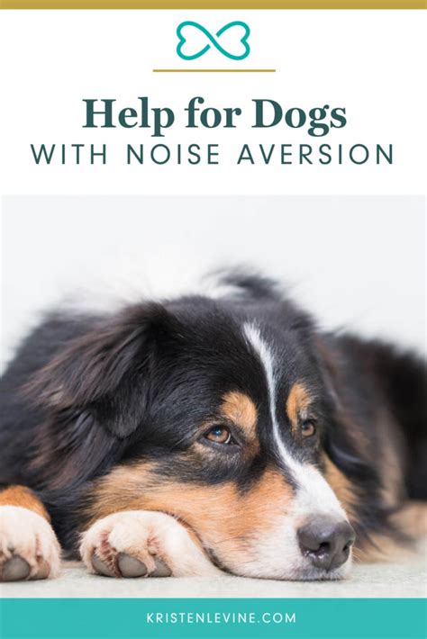 Help For Dogs With Noise Aversion