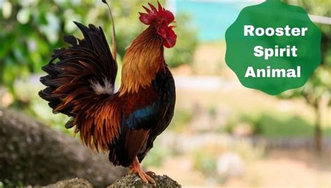 Rooster Spirit Animal Meaning And Symbolism Rooster Totem