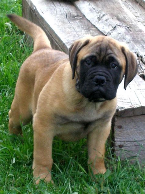 Bullmastiff Puppies For Sale Baltimore Md 130248