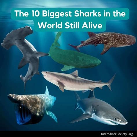What Is The Biggest Shark In The World Dutch Shark Society