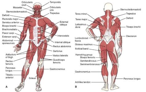 Anatomy Muscles Diagram Quizlet