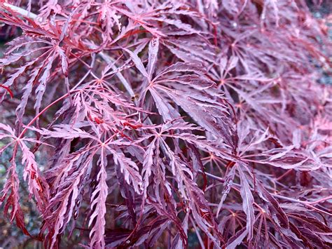 Lace Leaf Japanese Maples — Sunnyside Nursery