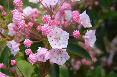 Pink And White Flowers Are Blooming In The Garden