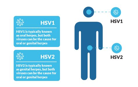 There are several different types of herpes. Genital Warts vs Herpes: What's the Difference?