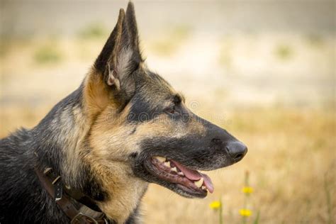Portrait Of A German Shepherd Profile Shot Stock Photo Image Of
