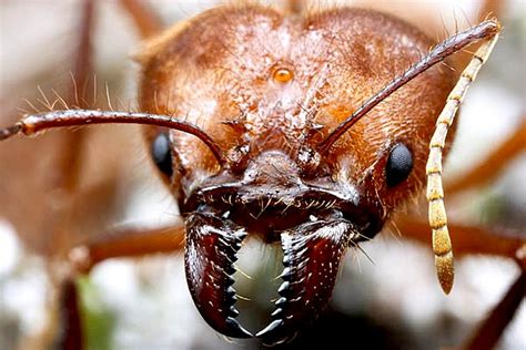 Ant Robot Jaws Bite Teeth Mandibles Offensive And Defensive Weaponry