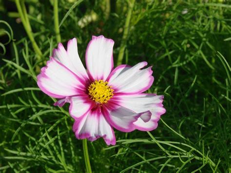 Photo Of The Bloom Of Cosmos Cosmos Bipinnatus Candy Stripe Posted