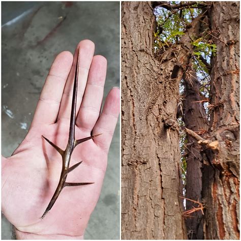 The Spikes On Honey Locust Trees Rnatureismetal