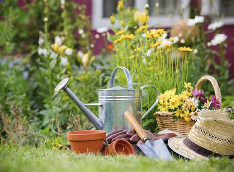 Mit denen du pflanzen indoor besser hochziehen kannst. Im September immergrüne Pflanzen umpflanzen | Garten-News ...