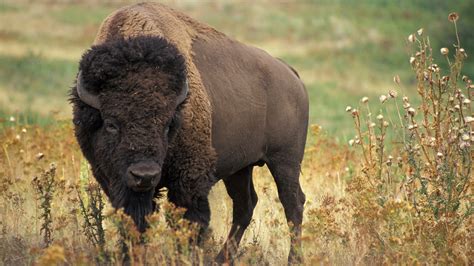 American Bison Facts History Useful Information And Amazing Pictures