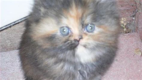 Janet riggan albany, or 97322. Adorable Calico Female Persian Kitten for Sale in Salem ...