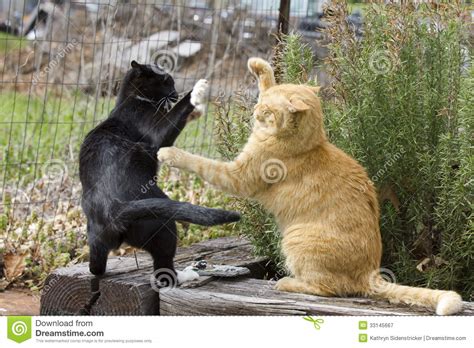 Fighting is not strictly a male behavior, but males do seem to males do not usually consider mutually grooming another male and are more likely to wash the head and always separate a female cat and her young kittens from the male whenever possible to prevent. Two Cats Fighting Royalty Free Stock Photography - Image ...