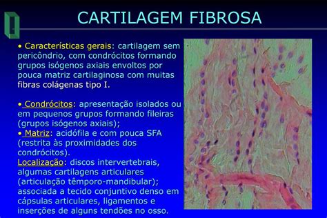Qual A Função Das Cartilagens