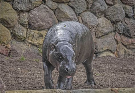 Sf Zoo Has A New Pygmy Hippo Named Udo And Visitors Are Delighted