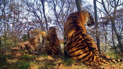 Rare Siberian Tiger Selfie Pictures Are Released Bbc News