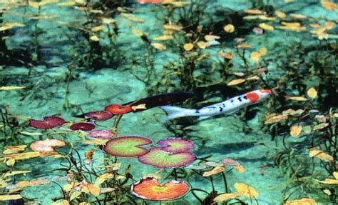 モネの池 美濃にある神秘的な池が大人気 日本の国内旅行ガイド700箇所