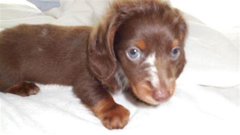 Need some help on potty training! Spunky AKC Long Haired Chocolate and Tan Dapple Miniature ...