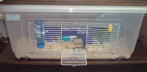 Check spelling or type a new query. My mousies are loving their new bin cage! : PetMice