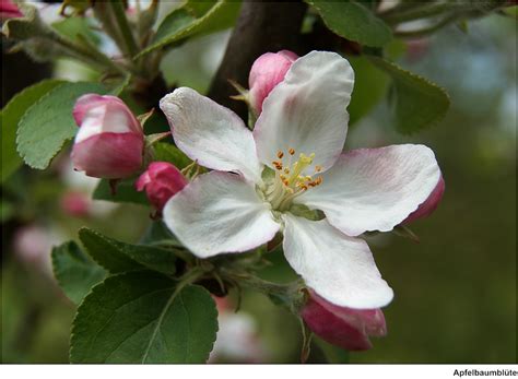Maybe you would like to learn more about one of these? Apfelbaumblüte / Apple tree blossom | Die Blüten des ...