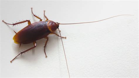 When you discover that your home is infested with bedbugs, it is time to get in tough with the top pest control. Common California Cockroaches | AAI Pest Control - Blog
