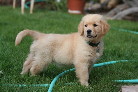Golden Retriever Puppy On The Grass Photo And Wallpaper Beautiful