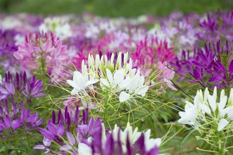 Bernard's lily, spider ivy, ribbon plant, and hen and chickens is a species of perennial flowering plant. Growing Cleomes: Planting Cleome Spider Flower In Your Garden