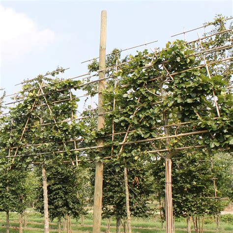 All About Pleached Trees Hedges Direct Blog