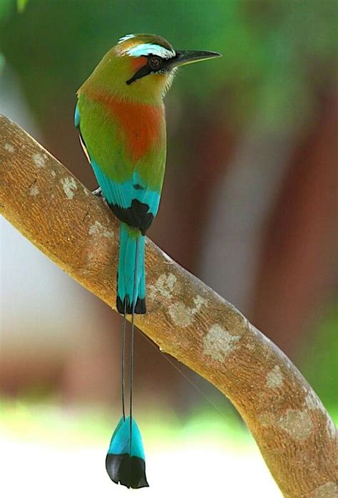 Motmot National Animal El Salvador, Nicaragua | Pretty birds, Beautiful