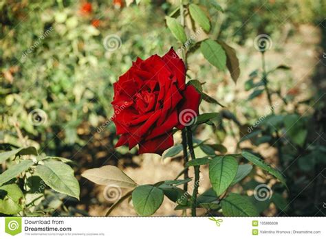 A Large Dark Red Rose On The Stem With Thorns Close Up Stock Photo