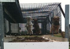 The humane society of the united states combs through. Amish puppy mills on Pinterest | Puppy Mills, Amish and ...
