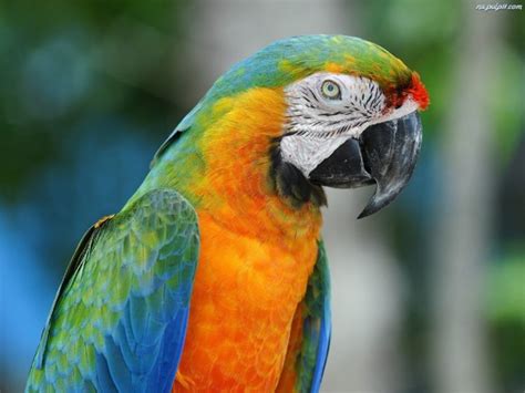 Macaw Parrot Bird Tropical 58 Wallpapers Hd Desktop