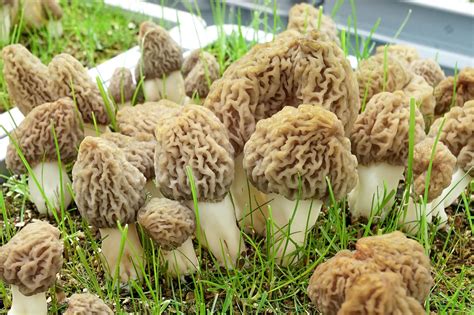 Denmark Biologists Have Invented A Method To Cultivate Morel Mushrooms