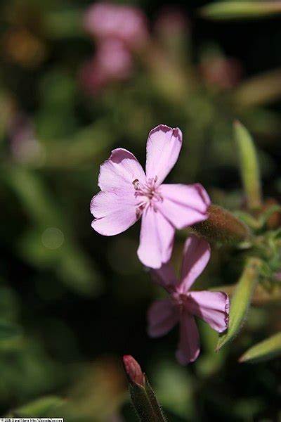 Photo 69137 Saponaria X Lempergii Max Frei Plant Lust