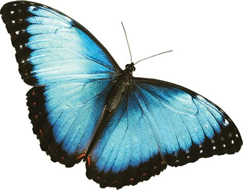 Blue Butterfly Transparent Wallpaper - KoLPaPer - Awesome Free HD