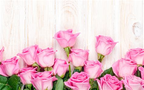 Fondos de pantalla Rosa rosa flores, fondo de madera ...