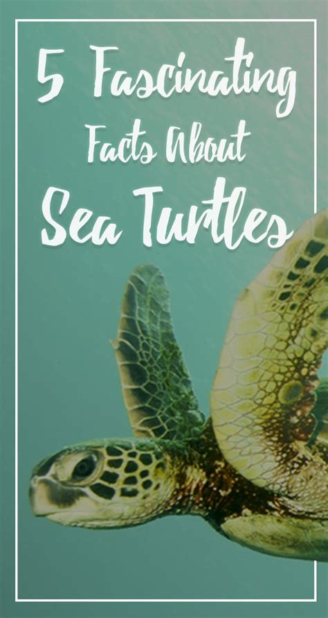5 Fascinating Facts About Sea Turtles Sea Turtle Facts Turtle Fun Facts