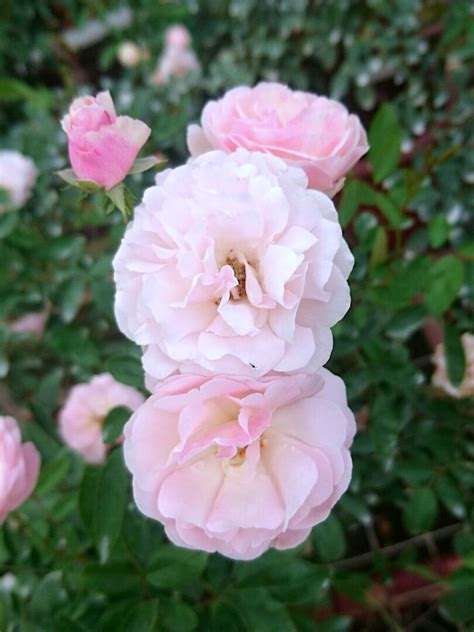 Pink Summer Snow Rose Rose Plants Teo Joo Guan