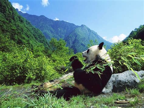 Pandas Eating Bamboo Wallpaper Animal Hd Wallpapers Panda Bear