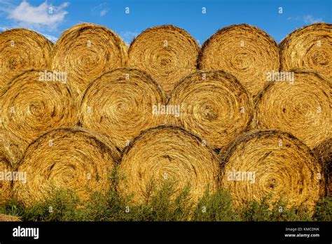 Round Hay Bales Stacked To The Sky Stock Photo Alamy
