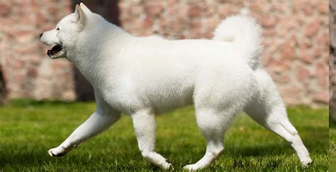 Hokkaido Dog Breed Information The Ultimate Guide
