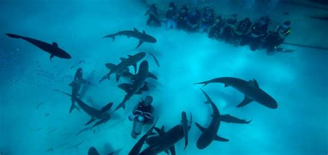 Unexso Shark Dive Bahamas Tour Center