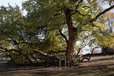 A Beautiful Old Osage Orange Tree The Largest On Record Stands At