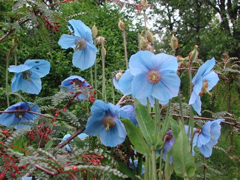 Tromsø Botanical Garden Has Plants From All Continents Visit Northern