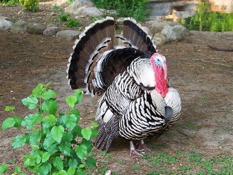 Domestic Turkey Flickr Photo Sharing