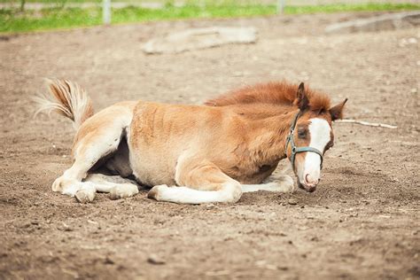 Cute Baby Horses That Make Us Squee Mane N Tail Equine