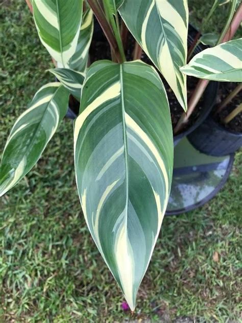 Heliconia 'lady di' tropical exotic plant 5 seeds. Heliconia Psittacorum Variegated 'Lady Di' (con imágenes ...