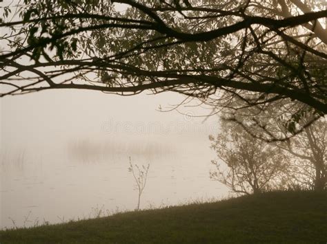 Foggy Morning On The River Near The Floodplain Meadow Stock Image