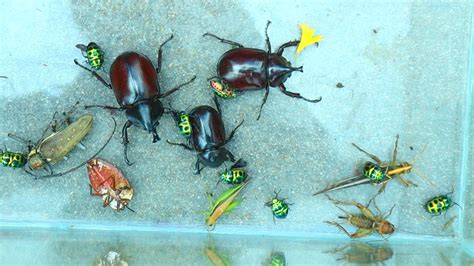 Catch And Release Various Insects Beetle Bug Locusts Dragonfly